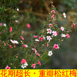 �����ɼt÷�����ɫ�ͺ��ذ�ѩ÷�Gֲ�������Կ͏d�ͺ��D÷�䘶��