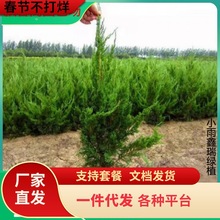 一件代发龙柏小苗 龙柏树苗 小龙柏 龙柏绿化工程苗围庭龙柏苗四