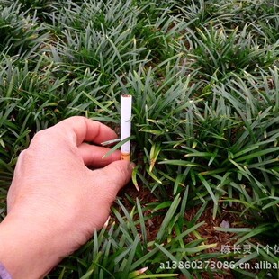 Supply: Fujian Florals, Southern Florals, Greening Seedlings, Ground Cover Grass, Wholesale Dwarf Ophiopogon Japonicus, Yulong Grass