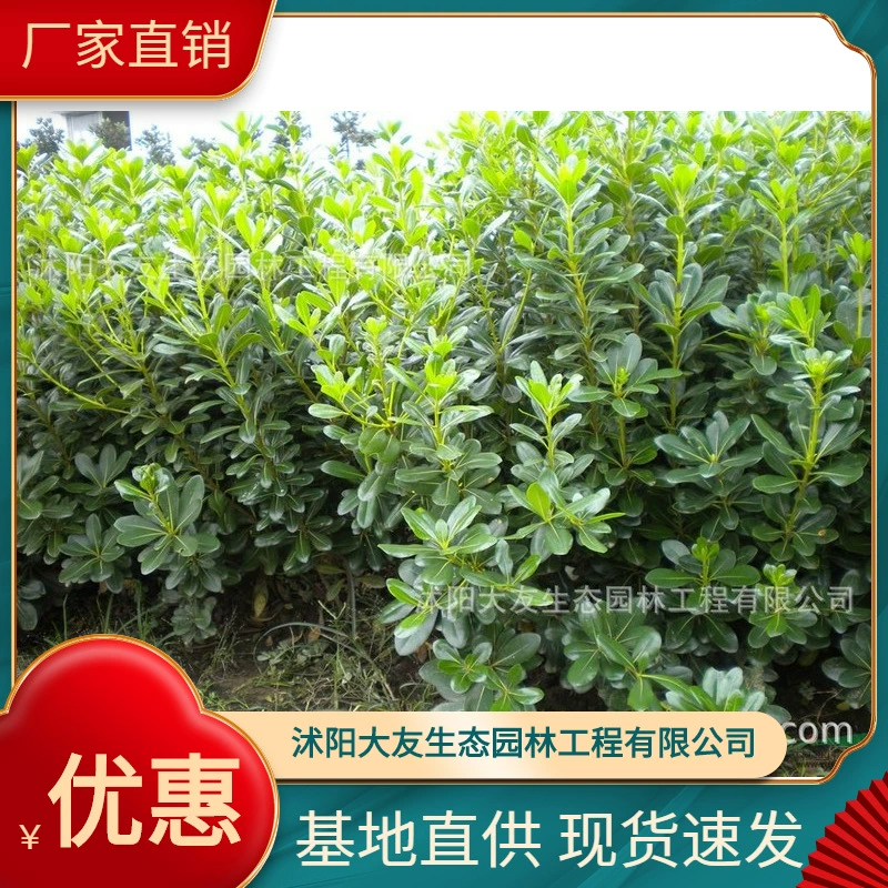 Haitong Базовая оптовая продажа саженцев Haitong собственного производства, полные Ландшафтные инженерные Зеленые саженцы