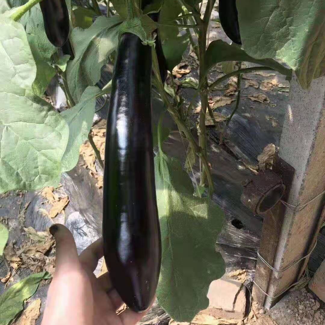 供应嫁接绿把布利塔 765长茄苗绿萼茄子苗 花茄子苗 苗厂直供