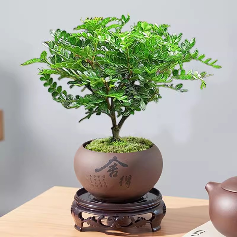 고급향목 + 쉐데 원형 화분 + 원형 베이스 + 이끼 + 비료