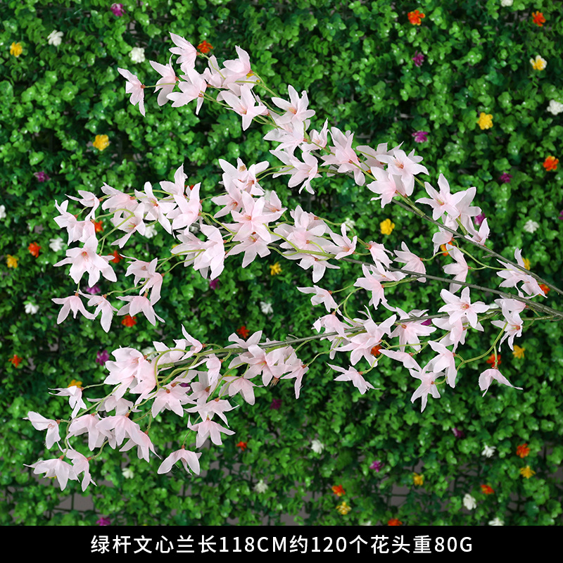 Generation of Green Rod Oncidium