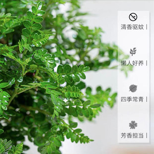 �����������ľ���Ի����҃�����ò�ֲ������Ϙ��辰������Gֲ