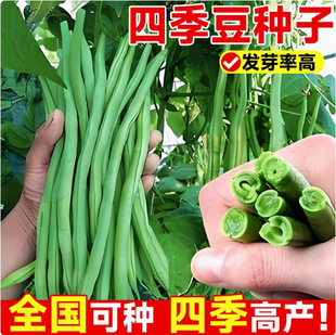 Early-Maturing Frameless Dwarf Ground Bean Seeds Without Frame Green Bean Seeds Can Be Potted and Planted in Vegetable Seeds on the Balcony and Small Yard
