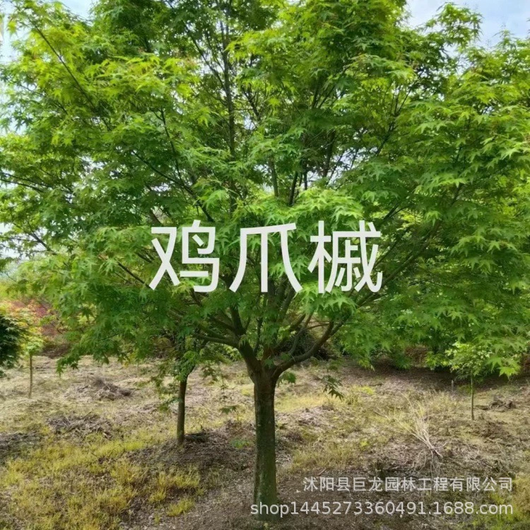 Клен с куриными когтями 3-5-8- 10-12cm Проект по озеленению дорог общества. Саженцы клена с куриными когтями. Дерево с красочным листьями.