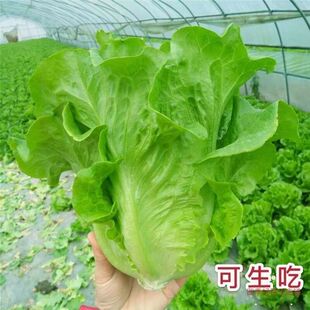 Lettuce Seeds Italian Sweet Cream Lettuce Seeds for All Seasons Courtyard Balcony Vegetable Potted Seeds for Planting on the Ground
