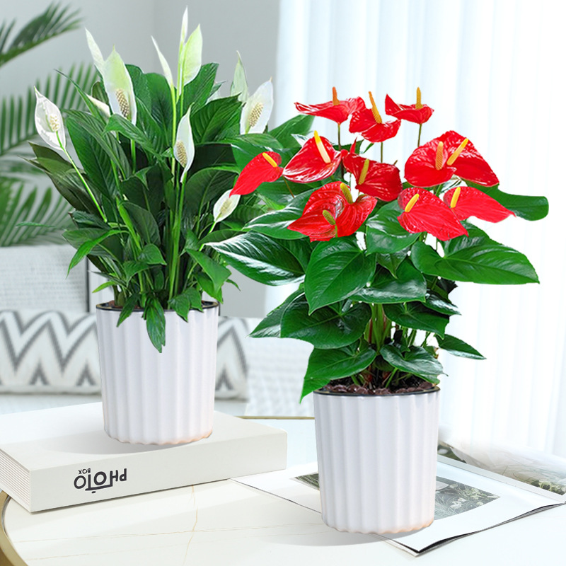 특급 화이트 팜 + 특급 안스리움 + [론진 세면대 2개] + 영양액