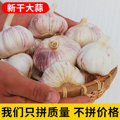 fresh Garlic Trade price Dried Garlic Local Garlic 25 10 household Head Zibai Garlic Pesto