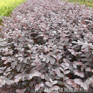 ���l�t���^ľ�� ���σ��|�t��ľ �G����ľ ɫ���G�� �t����ľ�r��