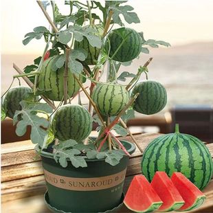 Super sweet honeypot small watermelon seeds seedless small watermelon seeds four seasons planting balcony courtyard potted thin-skinned watermelon