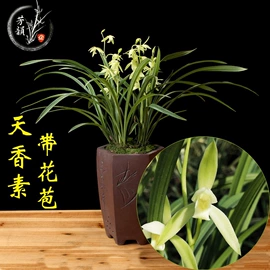 盆栽;灌木;乔木