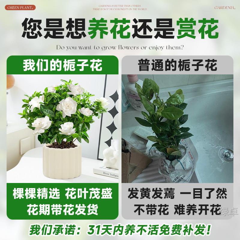 Gardenia potted green plant, blooms all year round, suitable for office interiors, a small desktop ornament, easy to care for, ideal for lazy people Gardenia potted green plant, blooms all year round, suitable for office interiors, a small desktop ornament, easy to care for, ideal for lazy people