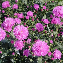 丹麦翠菊 国庆菊红色鲜花盆栽 千头菊国庆园林用花绿化花卉草花