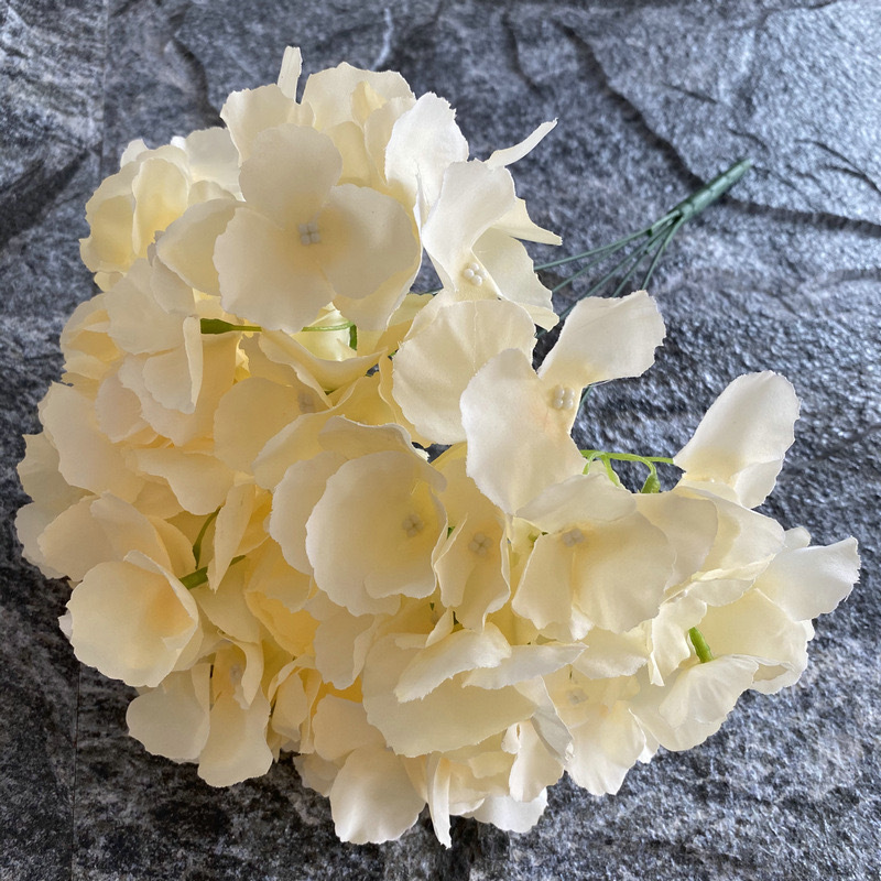 5갈래 수국 - 샴페인