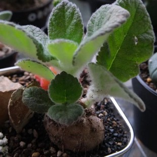 Cliff Prince Bigfoot Cliff Cliff Prince Real Shot about 1cm Bulb Potted and Shipped