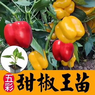 ɽ�|�۹��߲���ʶ���������玧����⽷���콷�𽷷N���ļ�����