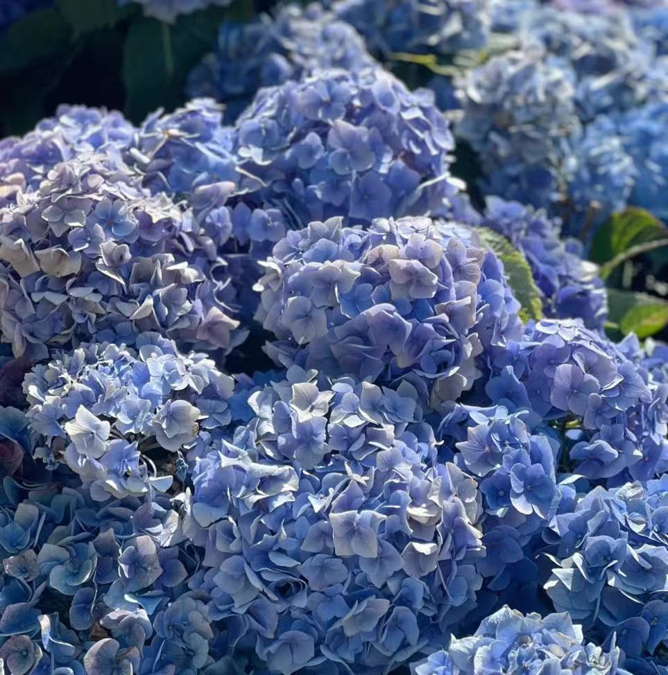 618 한정샷(맑은 날) 새싹이 많음 - 높이 30-55cm 49.9엔 화분 포함