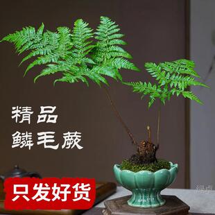 ާ�ˮ��ֲ�����Լt��ާ̦�\��һ�~ާ�k���҃��������ʽ�U��Gֲ