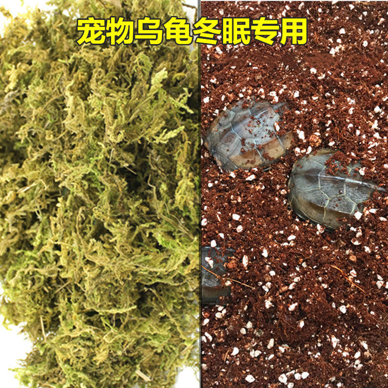 烏龜冬眠椰土苔蘚蝸牛蠍子角蛙陸龜過冬保暖爬寵墊材保濕烏龜苔蘚