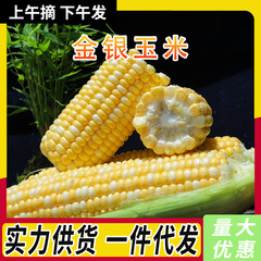 云南金银玉米新鲜生吃水果玉米整箱应季蔬菜甜玉米棒苞谷批发包邮