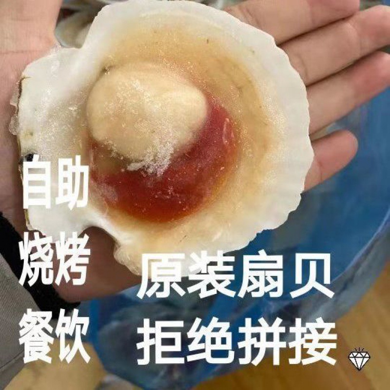 扇贝半壳烧烤食材火锅食材原壳7-8-9-0厘米餐饮烧烤推荐独立站