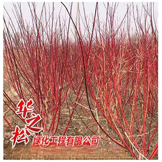 批发红瑞木绿化苗 观赏价值高 庭院工程 耐寒植物 园林绿化植物