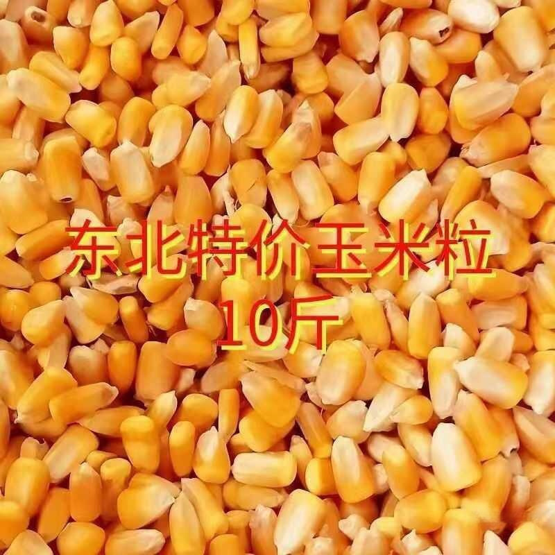 干喂农家包邮斤玉米粒鸽子杂粮10新货玉米粒老式鹅鸡鸭钓鱼黄打窝|undefined