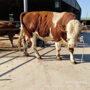 ���T����ţ ��ţ�Bֳ ������ţ�����ʷNţ�������Sţ