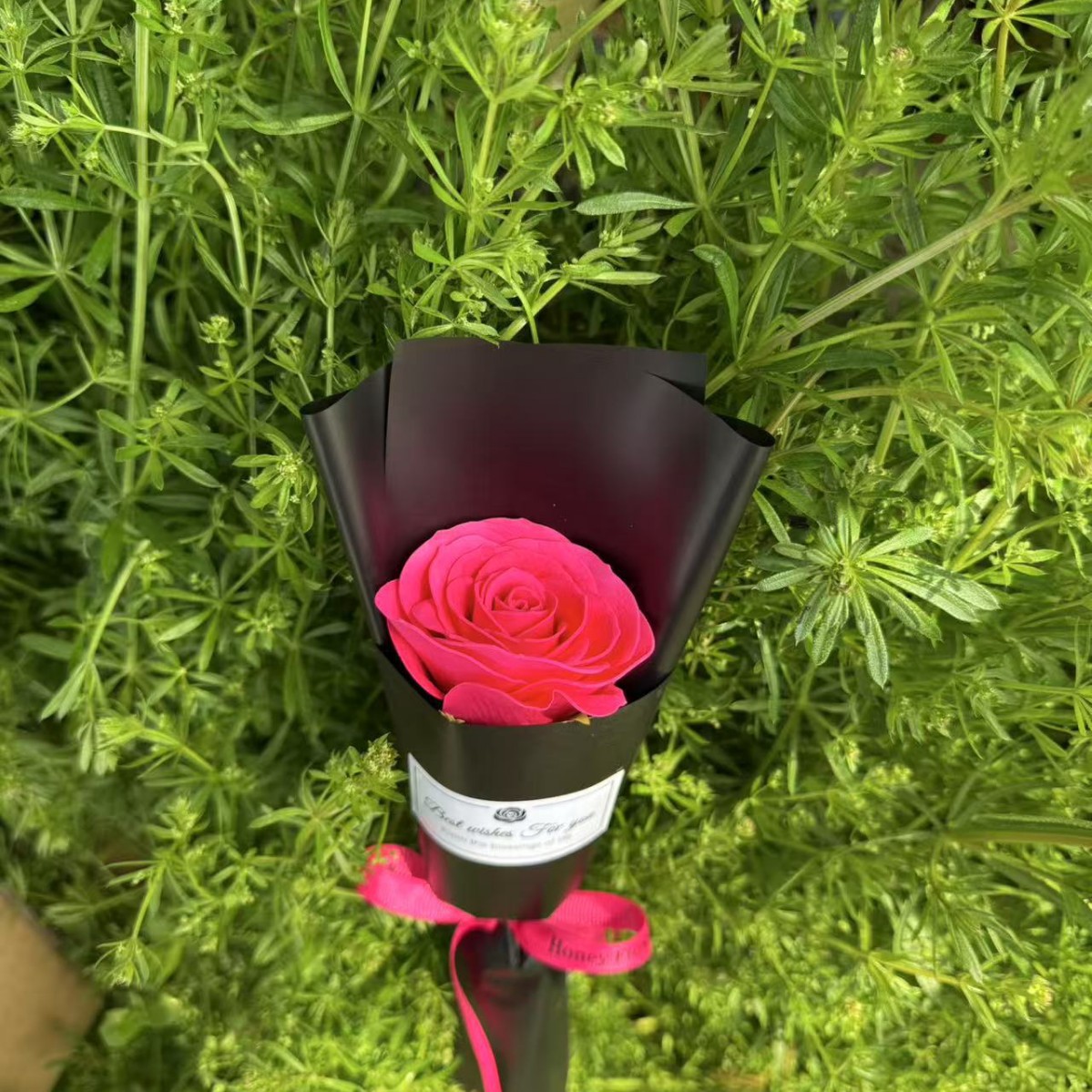 수싱 로즈 로즈 레드