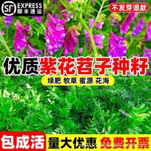 光叶紫花苕种毛苕子种牧草籽果园绿肥种籽长柔毛箭舌野豌豆草种子