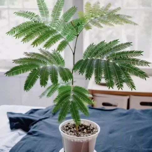 Японский фикус бенджамина, комнатное растение с плотными листьями, популярное в социальных сетях.