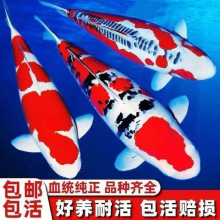 精品锦鲤鱼纯种红白观赏鱼冷水鱼日本大正三色黄金招财鱼耐养锦鲤