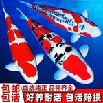 精品锦鲤鱼纯种红白观赏鱼冷水鱼日本大正三色黄金招财鱼耐养锦鲤