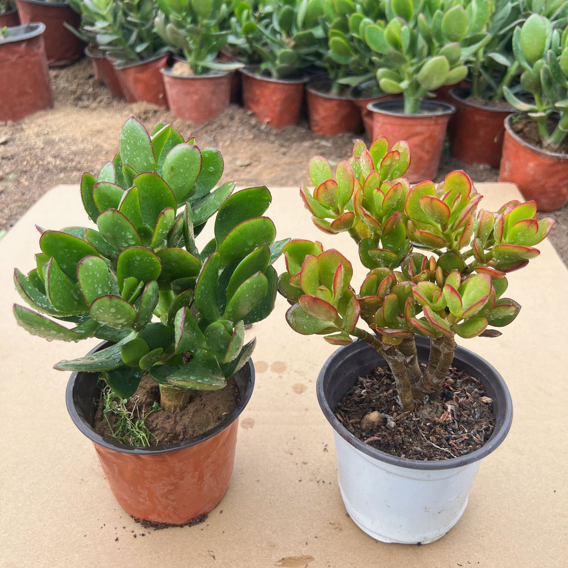 [유수++지홍화월] 총 2그루