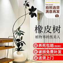 ڽƤԴֲk҃ȿ͏dļGֲ՚