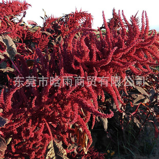 β���{���׷N�@�־G�����ܷN���Ϙ������˹Ȉ@�ֻ���ֲ�ﻨ�ݷN��