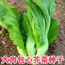 包心芥菜种子 高钙菜庭院阳台种菜籽盆栽四季播家庭春季蔬菜种籽