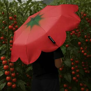 С�t��ͬTomato���t���B�����ֵ����������Â㿹�L��ꖄ����