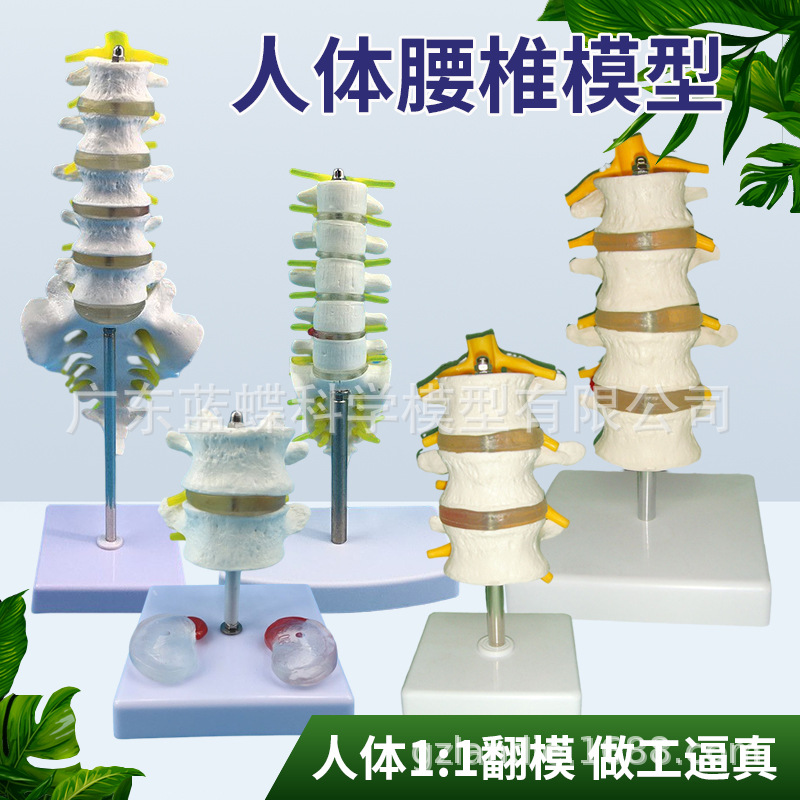 ���弹��ģ�ͼ�׵����׵ģ�� ��׵�ṹ��׵���� �ؽ�ģ�߲�����׵