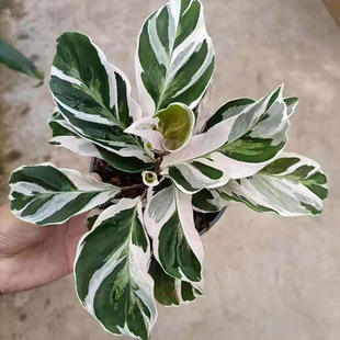 ����ֱ�����ͮ�����ֲ����mins���W�L�W�t���ԾGֲ�Ӽһ���