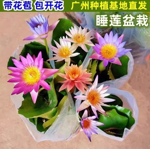 ��1�����l��˯ɏ���Ԏ������̨ͥԺ�����ļ�ˮ���辰���جF؛