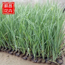 �޸������R�m�� ���̾G���û��R�m���� ͥԺ�^�pֲ���R�m�������l