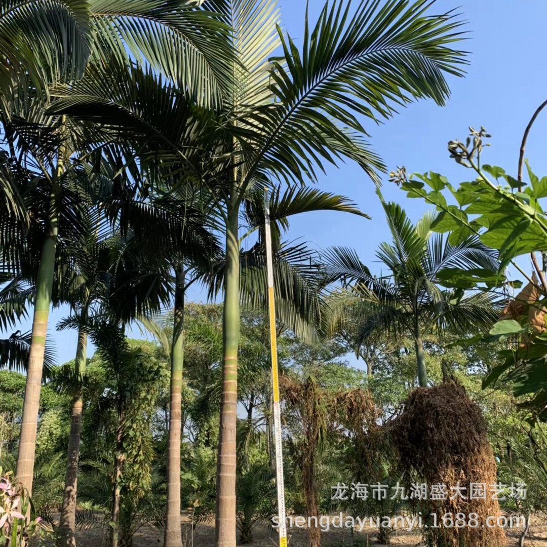 IMG_2444(20210117-120933)