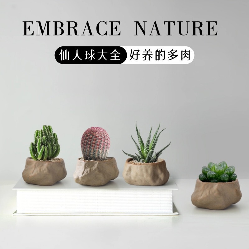 A Complete Collection of Cactus Potted Plants, Easy-To-Grow Succulent Plants, Cactus Indoor Potted Flowers, Drought-Tolerant Green Plants for the Balcony