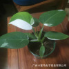 [Direct supply of the base] Jinhua White Princess Green Velvet INS indoor northern European net red and green potted flowers are rare