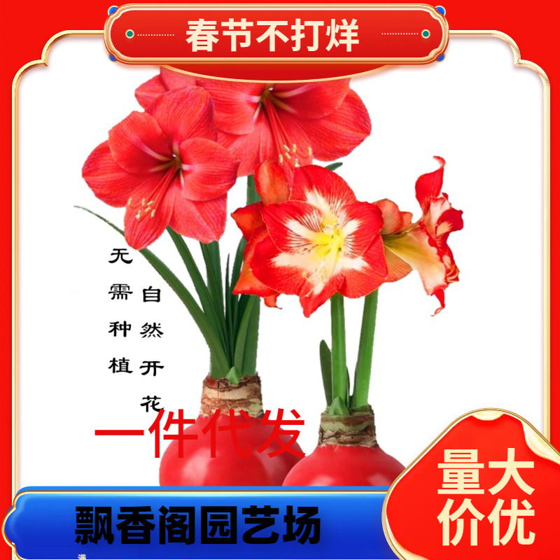 一件代发封蜡重瓣朱顶红种球四季开花年宵公司福利绿植盆栽室内