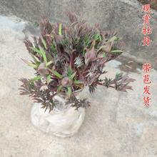 牡丹花苗盆栽菏泽观赏大花重瓣花卉绿植室内外庭院栽种植大苗跨境