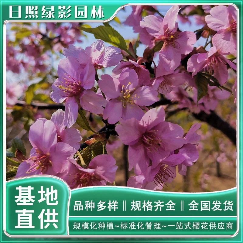 13 см Хеджин Вишневое дерево Рассада Цитата Зеленый Тень Сад Хеджин Вишня Что Рынок