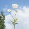 White 010
